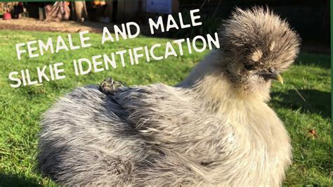 male vs female silkie chickens|male silkie chicken pictures.